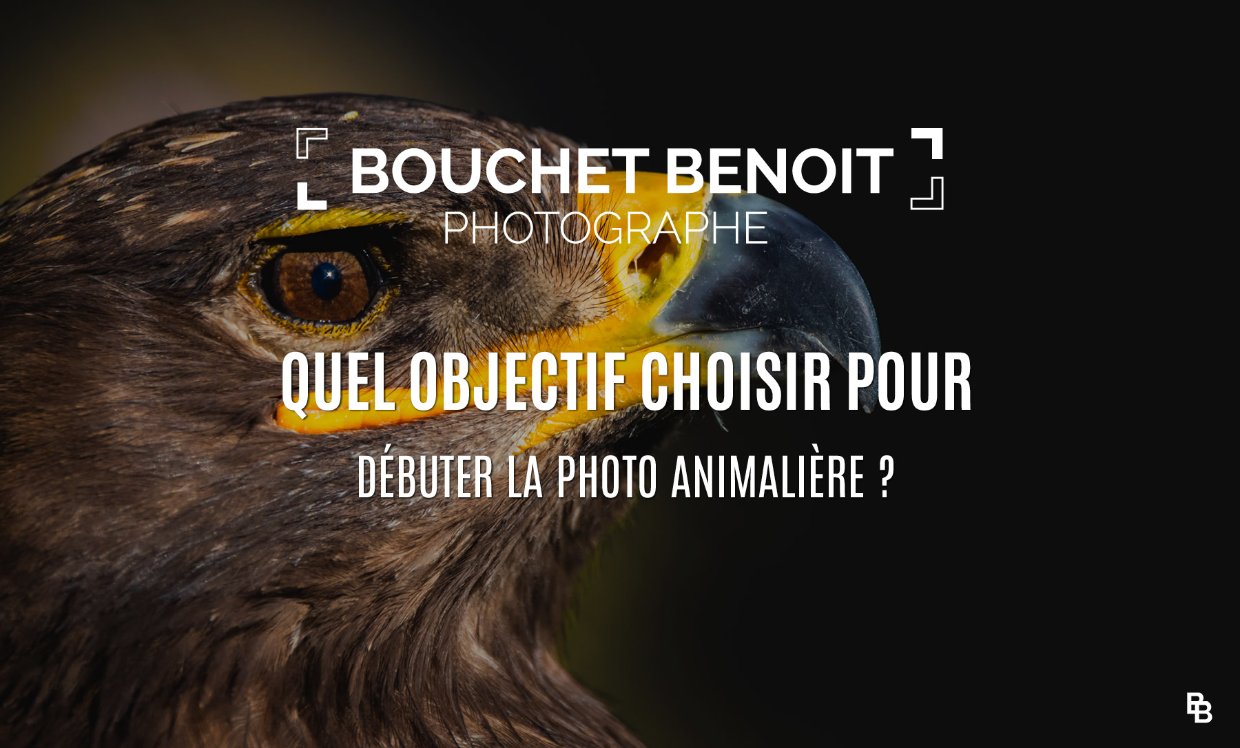 Objectif photo animalière débutant : quel modèle choisir pour bien commencer ?