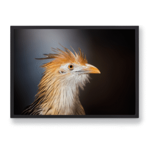 Papier d'art<br> Regard du Guira