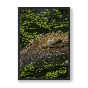 Papier d'art<br> Le Gardien des eaux