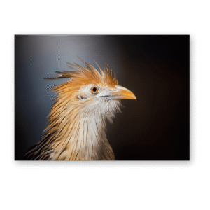 Dibond<br> Regard du Guira