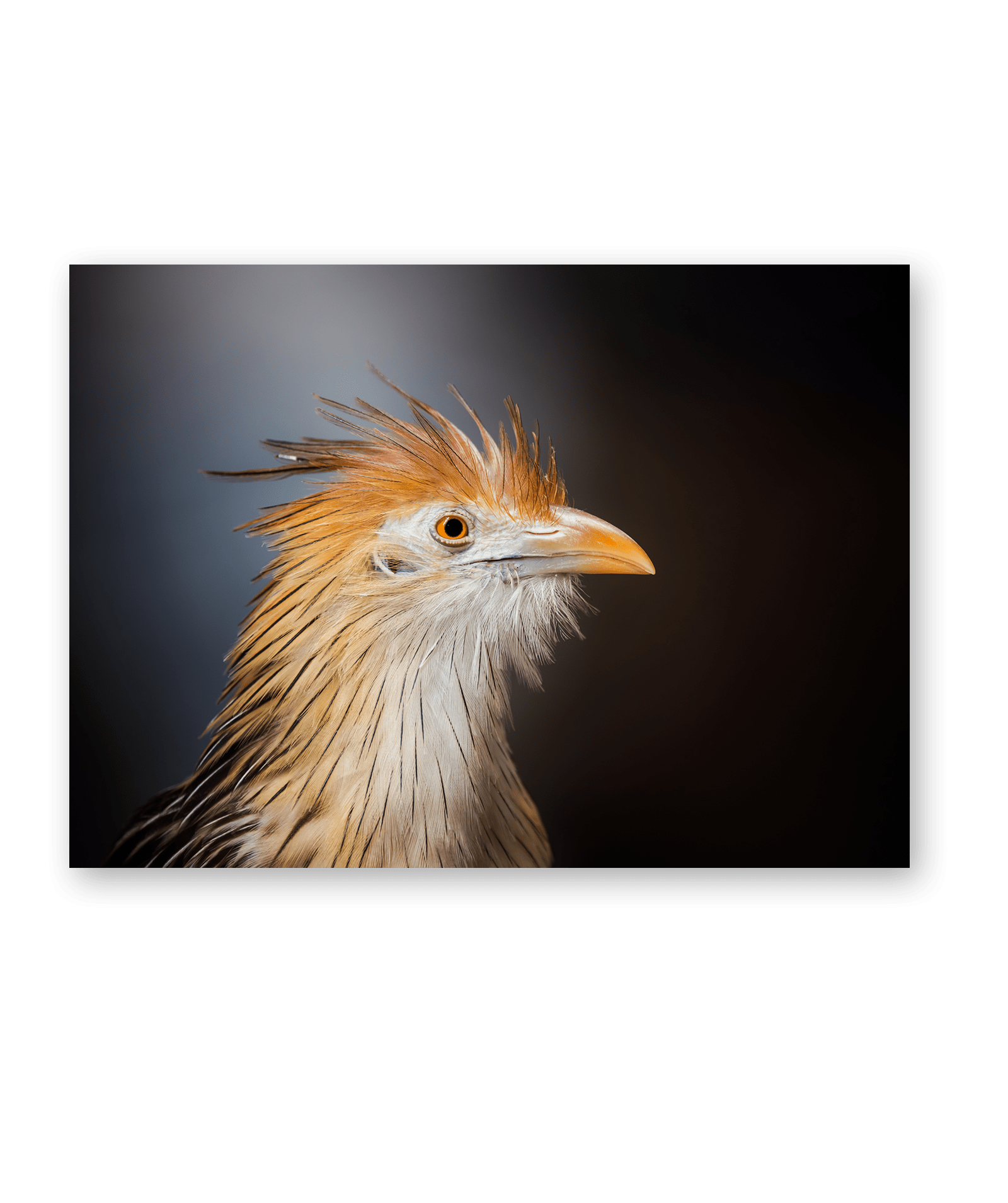 Dibond<br> Regard du Guira