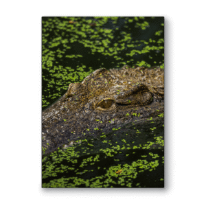 Dibond<br> Le Gardien des eaux